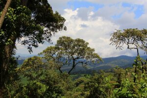 Kibira National Park