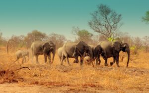 Save Benin National Park