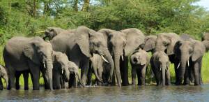 Banikoara Benin National Park