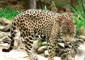 El Torno Bolivia Zoo