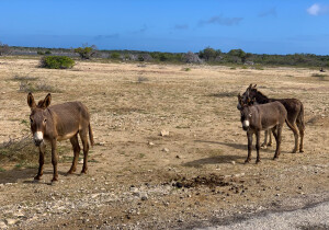 Bonaire, Saint Eustatius and Saba  Sanctuary