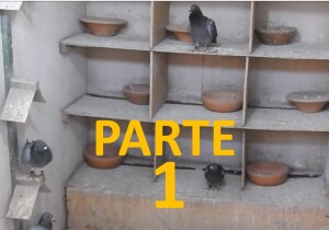 Engenho Pombos