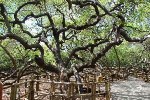 Parnamirim Brazil Tree