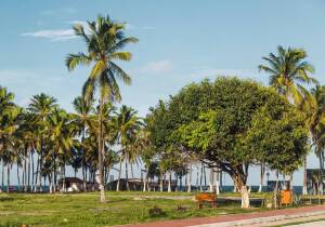Maracaipe Beach