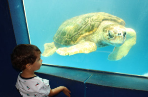 Vitoria Brazil Wildlife Sanctuary