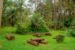 Minas Gerais Brazil Park