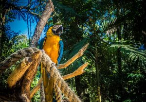 Parque das Aves