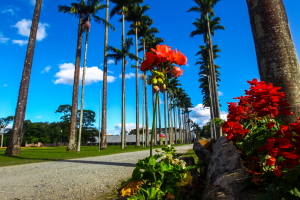 Sao Paulo Brazil Park