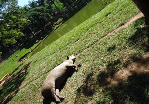 Sao Jose do Rio Preto Brazil Zoo