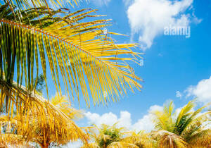 Bahia Brazil Beach
