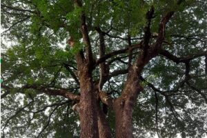 Pitangui Brazil Nature Park