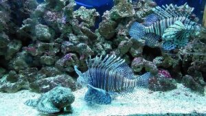 Pitangueiras Brazil Aquarium