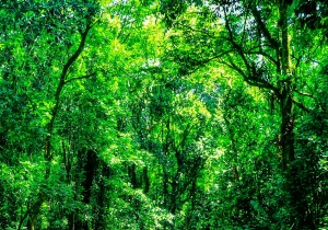 Paracambi Brazil Nature Reserve