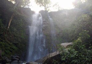 Oliveira Brazil Natural