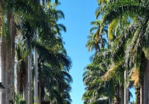 Joinville Brazil Historic Street