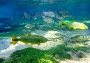 Jardim Brazil Ecological Park