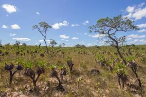 Itaberai Brazil Nature Reserve
