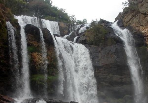 Ibia Brazil Natural