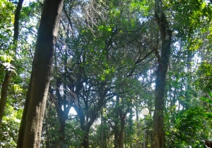 Sao Paulo Brazil Park