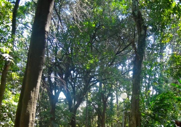Bosque Maia