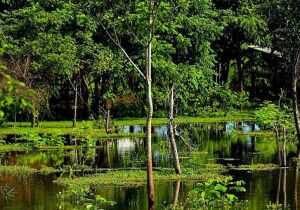 Cordeiro Brazil Nature Reserve
