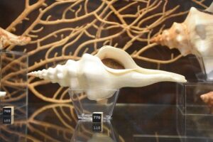 Rio Grande do Sul Brazil Museum