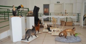 Barra do Garcas Brazil Museum
