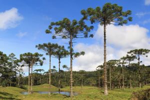 Bosque das Araucarias