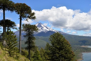 Museu de Historia Natural de Araucaria