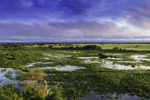 Anastacio Brazil Ecological Park