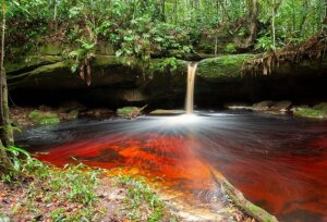Amazonas Brazil National Park
