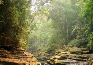 Pimenta Bueno Brazil Nature Reserve
