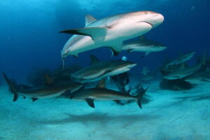 Shark Alley