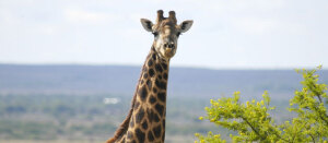 Mogoditshane Game Reserve