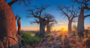 Mahalapye Baobab Tree
