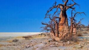 Letlhakane Botswana National Park