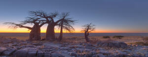 Janeng Botswana National Park