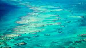 San Pedro Belize Marine Reserve