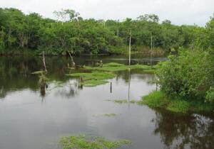 Rio Bravo Conservation and Management Area
