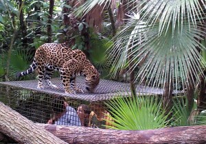 Belize City Belize Wildlife Sanctuary