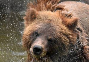 Greater Vancouver Zoo