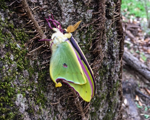 The woods are full of so much beauty in early spring during morel season. This luna moth had likely just emerged and is soon to flutter off in search of a mate. 