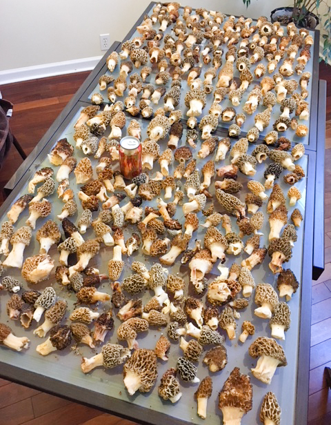 A nice haul of morel mushrooms foraged in our home state of South Carolina.