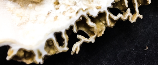 Strikingly beautiful profile of a cut morel. Morel mushrooms