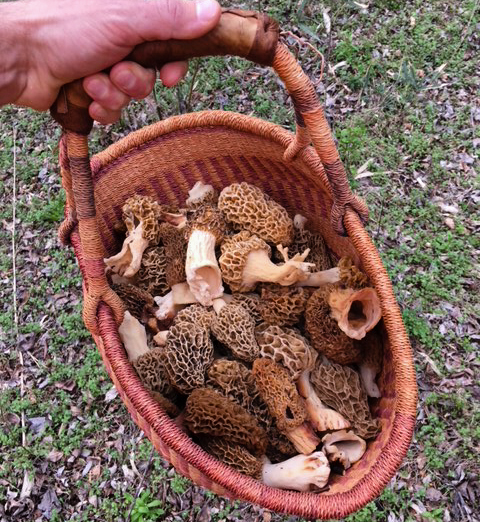 Early in the morel hunt and the basket is starting to get full! Morel mushrooms