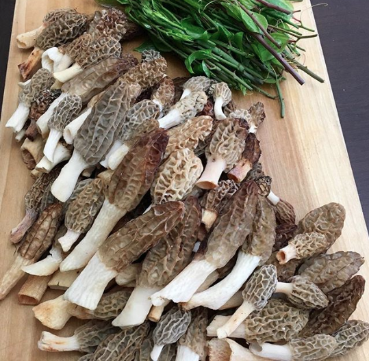 A nice harvest of late-season tulip morel mushrooms and smilax brier tips. 
