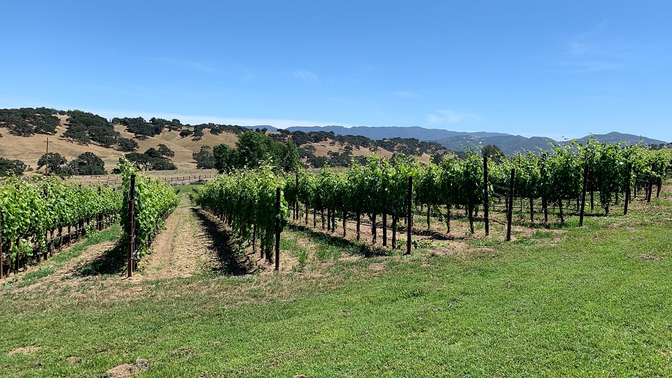 Santa Barbara: Present & Future (Sep 2019) | Vinous - Explore All ...