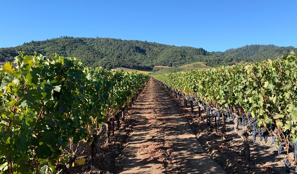 Dominus State 2017 & 2018 Napa Valley In Depth (Jan 2020) | Vinous - Explore All ...