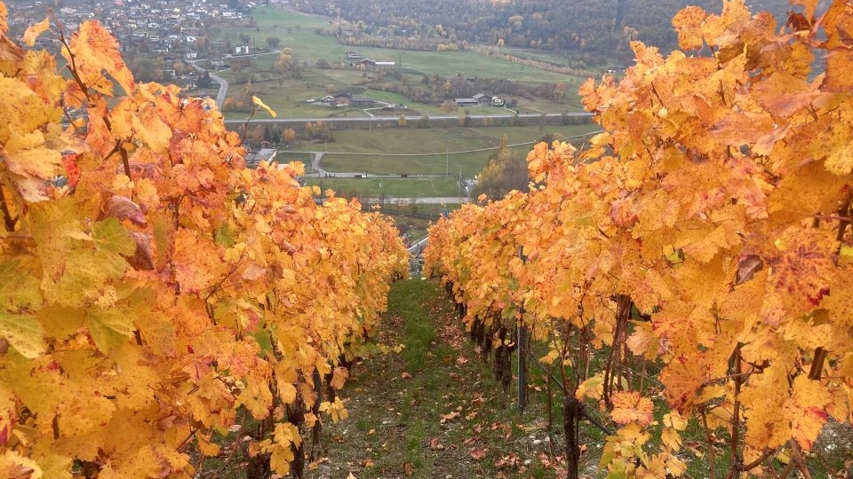 A Valle d’Aosta Interlude (Jun 2022) | Vinous - Explore All Things Wine