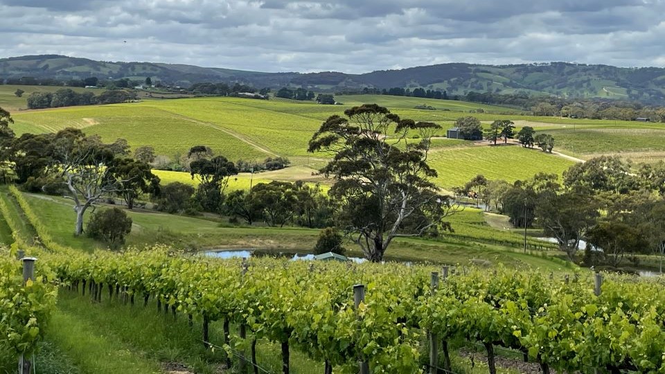 The Many Faces of McLaren Vale (Feb 2023) Vinous Explore All Things